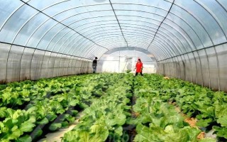 菜棚湿度大怎么办,应尽可能减少浇水次数和灌水量
