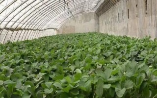 大棚蔬菜在低温寡照期的管理技术，谨记以下5点