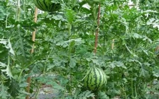 西瓜种不泡水几天发芽，30天可发芽