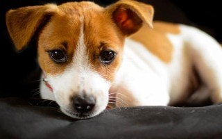 狗狗咳血怎么急救，先让它静卧休息再送到医院诊治