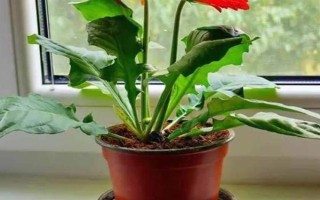 盆栽非洲菊如何养殖,喜欢在阳光充足的环境中生长