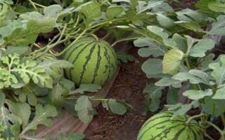 春播西瓜怎么种植,定植后需追肥三次