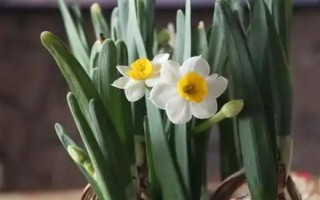 水仙花一直长高不开花的原因，可能是缺少光照或养分不足所致