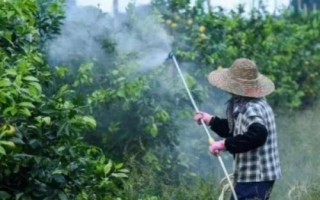 夏季苗圃除草剂的施用小技巧，第一次喷药在6月下旬进行