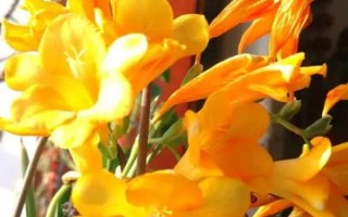 香雪兰花有没有毒，属于无毒植物可以养在室内