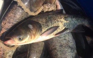 2.0号子线可以钓多重的鱼，确保质量能应付10斤以内的鱼类