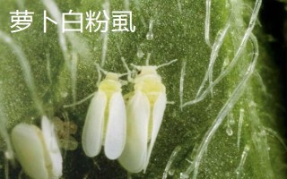 萝卜白粉虱的危害特点，会造成作物叶片褪色、变黄等