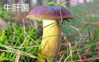 南方适合种哪些水果,海南省和云南省适合种植榴莲