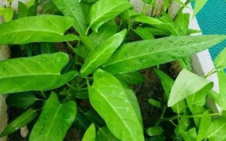 空心菜如何无土栽培，播种前需先浸种