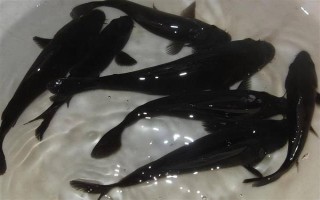 黑色锦鲤鱼的其它叫法，别称乌鲤是锦鲤中的原始品种