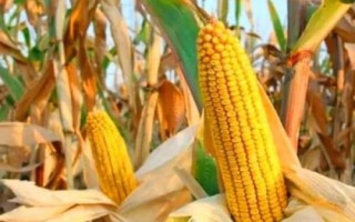 玉皇571玉米种简介,能充分发挥该品种的丰产潜力
