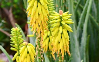 芦荟花如何养殖，在春秋冬三季为其提供全日照养护