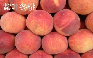 桃树属于哪种植物，是一种典型的被子植物