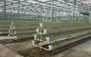 空心菜如何无土栽培，播种前需先浸种