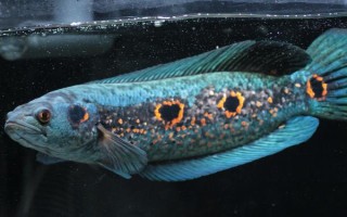 七彩海象简介,体长可达40-60厘米