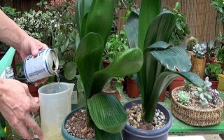 为什么要对君子兰浇啤酒，能起到加快新陈代谢、补充养分等作用