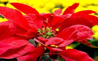 一品红能不能净化空气，可吸收有害气体并增加湿度