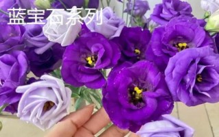 常见的洋桔梗品种介绍,品种众多各具特色