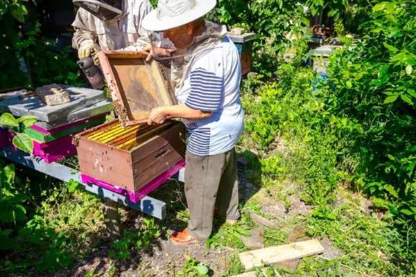 冬天如何对蜜蜂饲喂糖水，在饲喂器中添加糖浆再放入蜂箱中即可