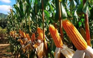 西南玉99玉米种子特点，平均生育期133.5天