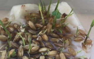 水稻能直接种水里吗，进行催芽处理后就可以直接播种在水里