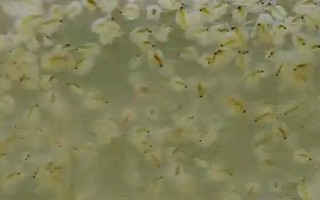 水蚤是什么动物,是一种无脊椎的节肢动物