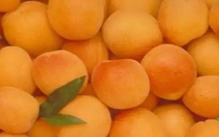 红金榛杏简介，具有长势健壮，早产丰产等特点