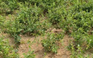 金银花的种植条件，喜欢在温和湿润的环境中生存