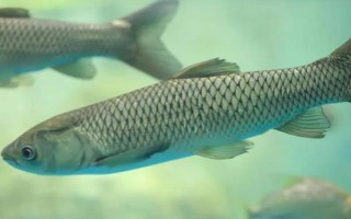 青鱼为什么比草鱼要贵，青鱼的数量比草鱼稀少
