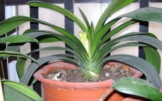 君子兰的家庭养殖方法，每隔2-3年翻盆换土一次