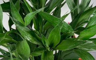 富贵竹拦腰剪掉能否成活，具有较强的生命力可以存活