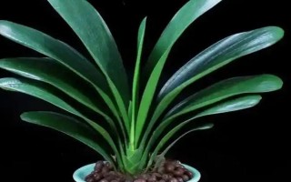 君子兰流出黑色液体如何解决，清理伤口经过消毒后再换土重栽