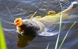 白狐钩适钓鱼种，适合垂钓罗非鱼、鲤鱼、黄颡鱼等鱼类