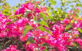 三角梅夏天怎么养开花多，保证光照充足是关键