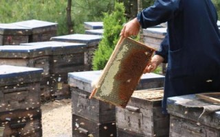 养蜂如何防治胡蜂,安装挡板可有效避免胡蜂入侵