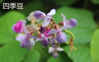 豆角是不是四季豆,二者不是同一品种
