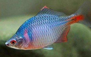 0.6号主线配几号子线几号钩,建议搭配0.3号子线和0.5-1号袖钩