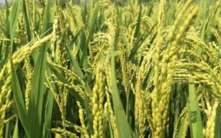 荃优836水稻种子特点,全生育期131.9天
