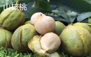 山核桃和核桃的区别，生长环境和产地均不同