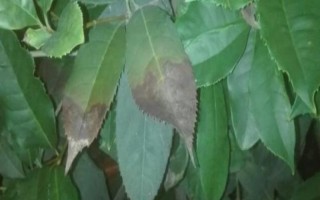 盆栽桂花叶子尖发黑怎么办,先查找原因再对症下药