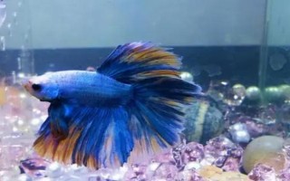 斗鱼能不能养在大缸中，可以饲养但会影响观赏