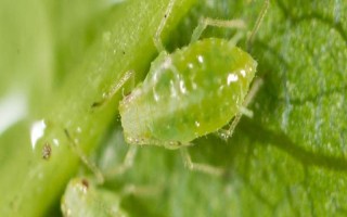 黑蚜虫和绿蚜虫的区别，寄生的作物不同