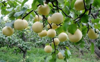 哪些水果冬天可以买到，只要你想吃没有买不到的