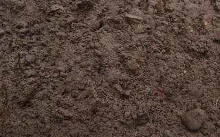 金花石蒜有什么花语，在我国代表优美纯洁