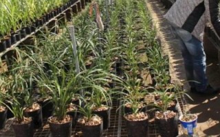 种植一亩兰花的成本,大约需要5.5万元