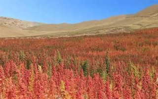 种植藜麦的前景，当前市场需求大前景可观