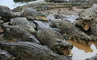 养殖鳄鱼的注意事项，要保证水源充足