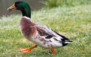 野鸭和家鸭的区别，飞行能力和外观均不同