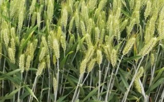 枣乡158小麦品种简介，防治赤霉病