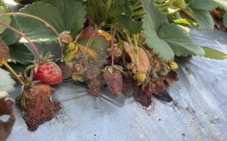 草莓怎么浇水和施肥,不同的生长阶段的浇水量和施肥量均不同